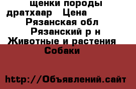 щенки породы дратхаар › Цена ­ 20 000 - Рязанская обл., Рязанский р-н Животные и растения » Собаки   